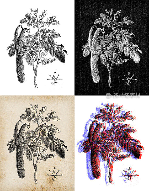古董植物学插图:角豆(Ceratonia siliqua)